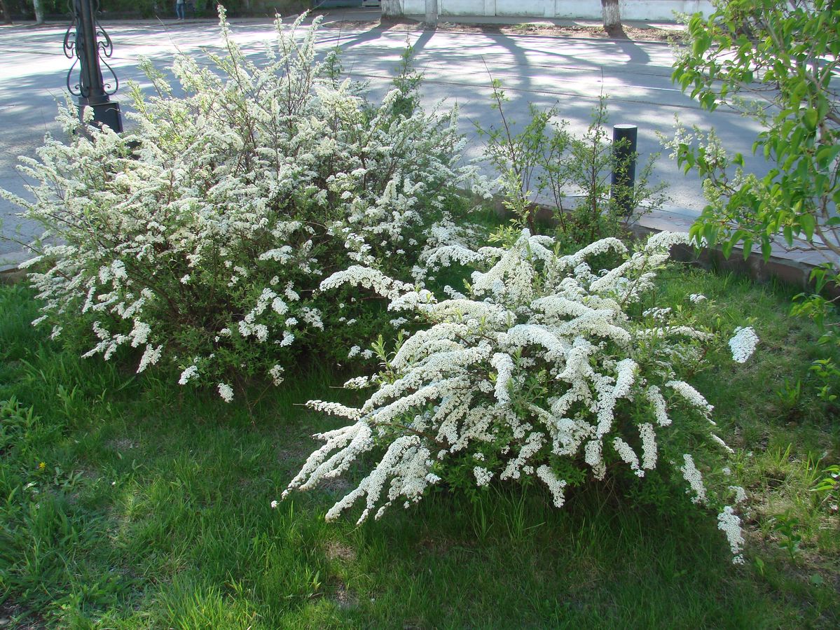 Изображение особи Spiraea &times; cinerea.