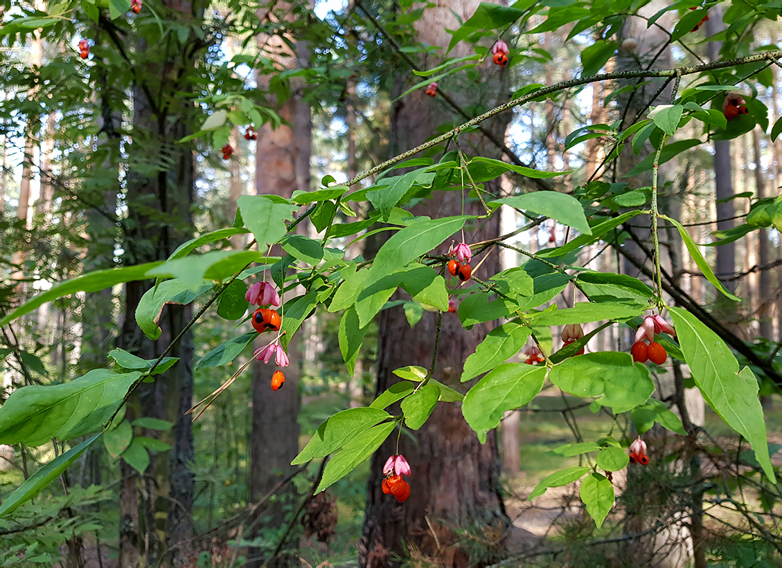 Image of Euonymus verrucosus specimen.