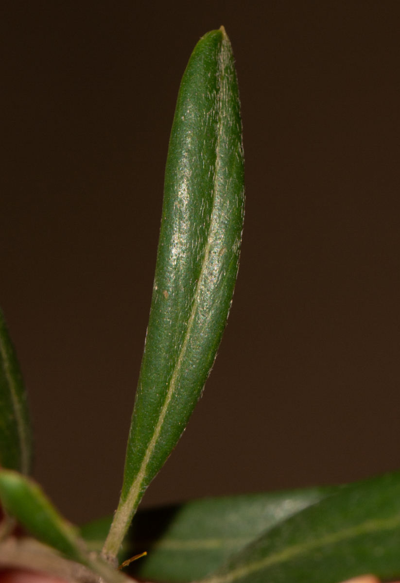 Изображение особи Grevillea olivacea.
