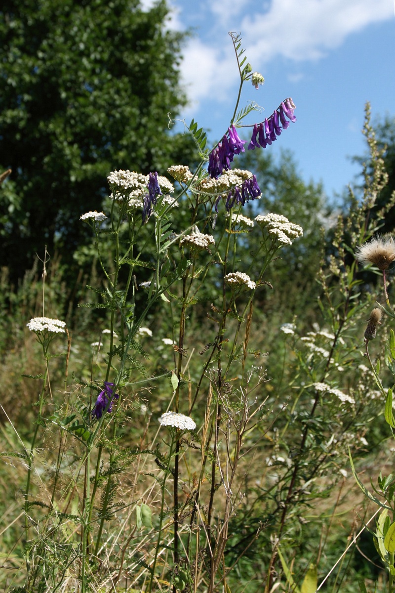 Image of Vicia villosa specimen.