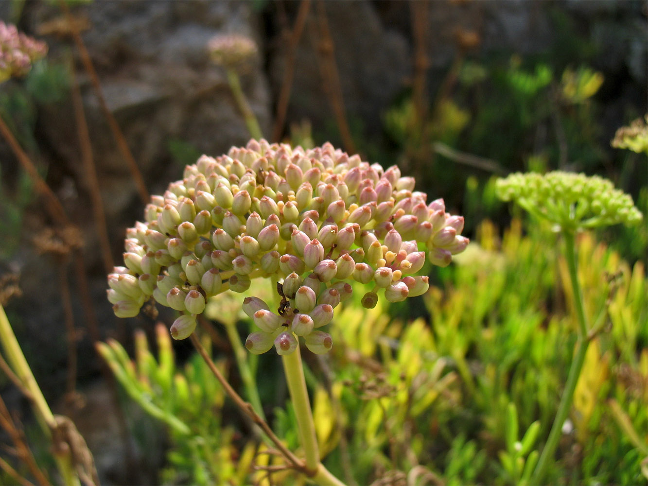 Image of Crithmum maritimum specimen.