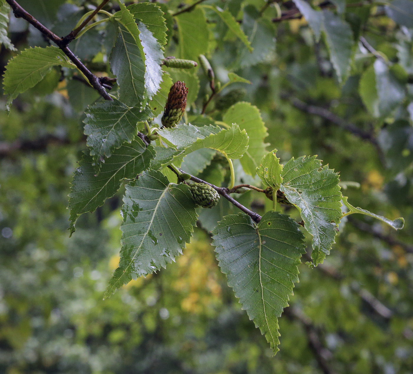 Изображение особи Betula ermanii.