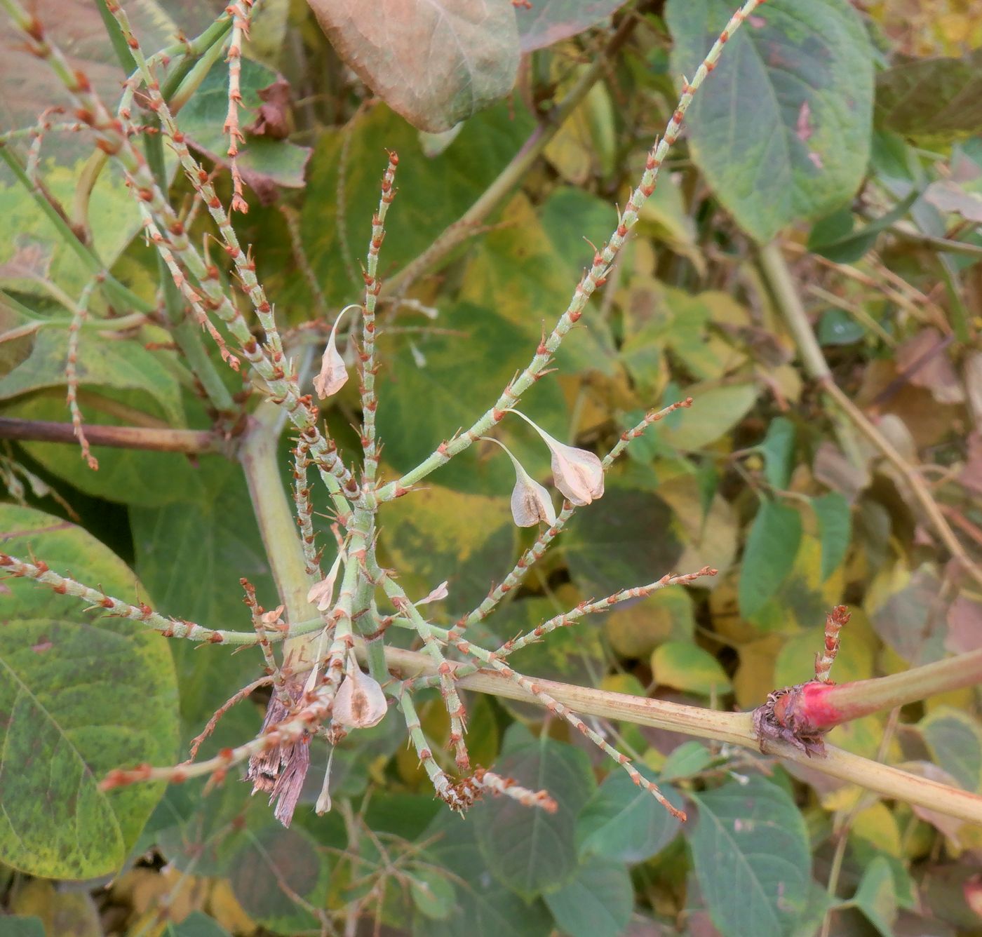 Image of Reynoutria japonica specimen.