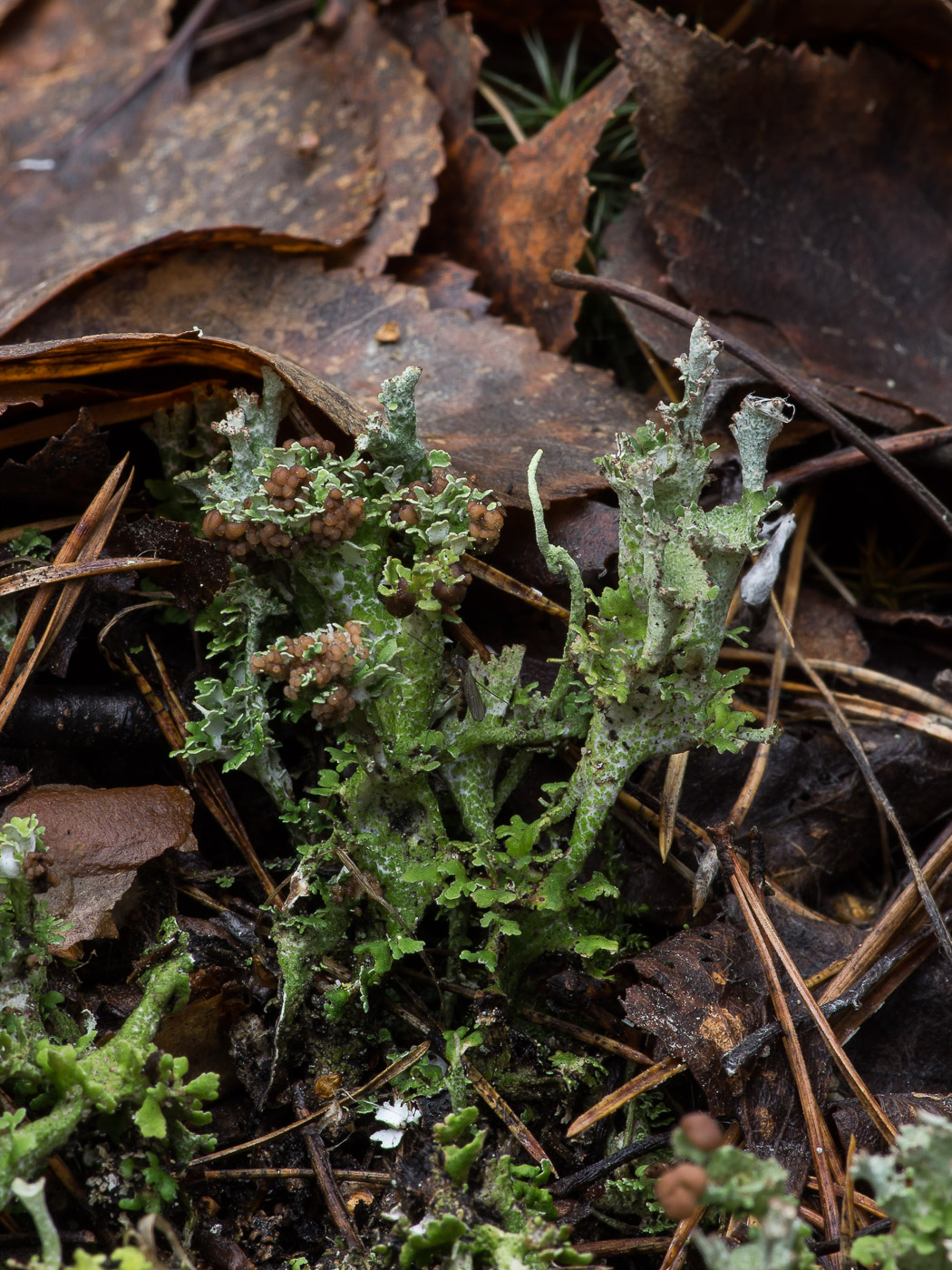 Изображение особи Cladonia gracilis.