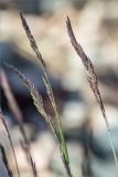 Festuca rubra. Соцветия. Карелия, Лоухский р-н, окр. пос. Чкаловский, каменистый берег Белого моря, зона забрызга. 13.06.2020.