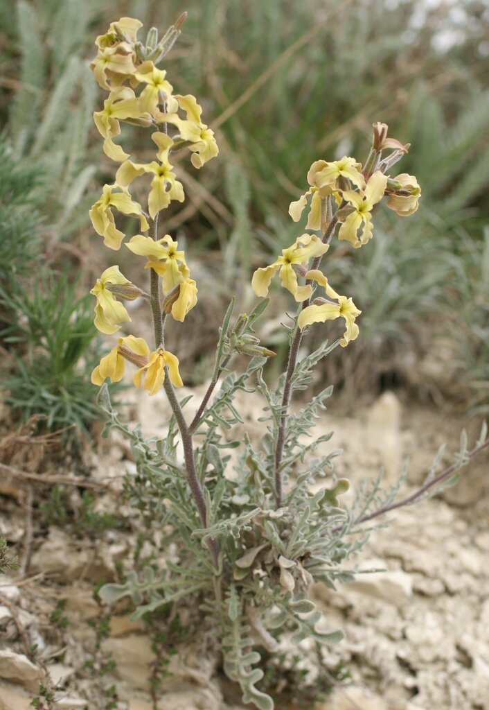 Изображение особи Matthiola odoratissima.