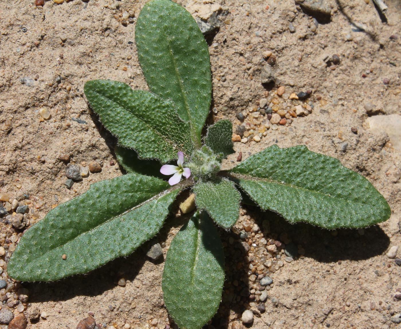 Image of Strigosella stenopetala specimen.