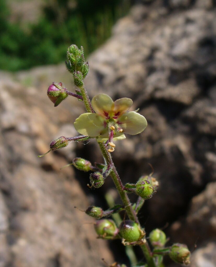 Изображение особи Verbascum rupestre.