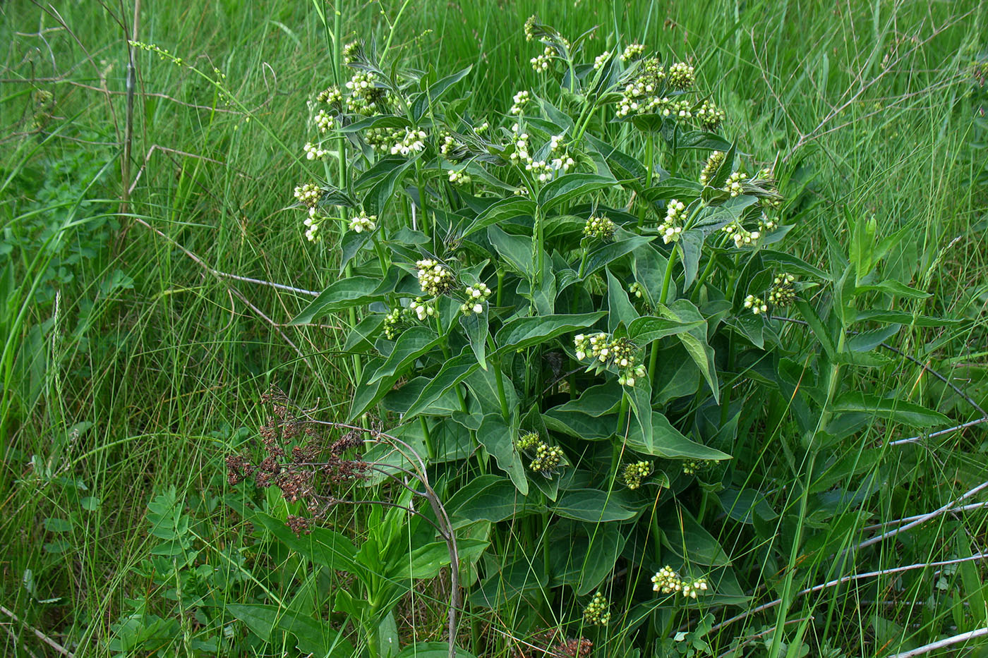 Image of Vincetoxicum hirundinaria specimen.