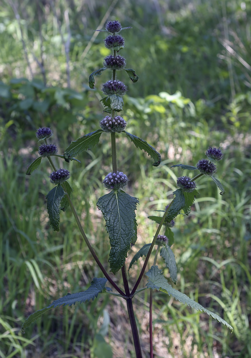 Изображение особи Phlomoides tuberosa.