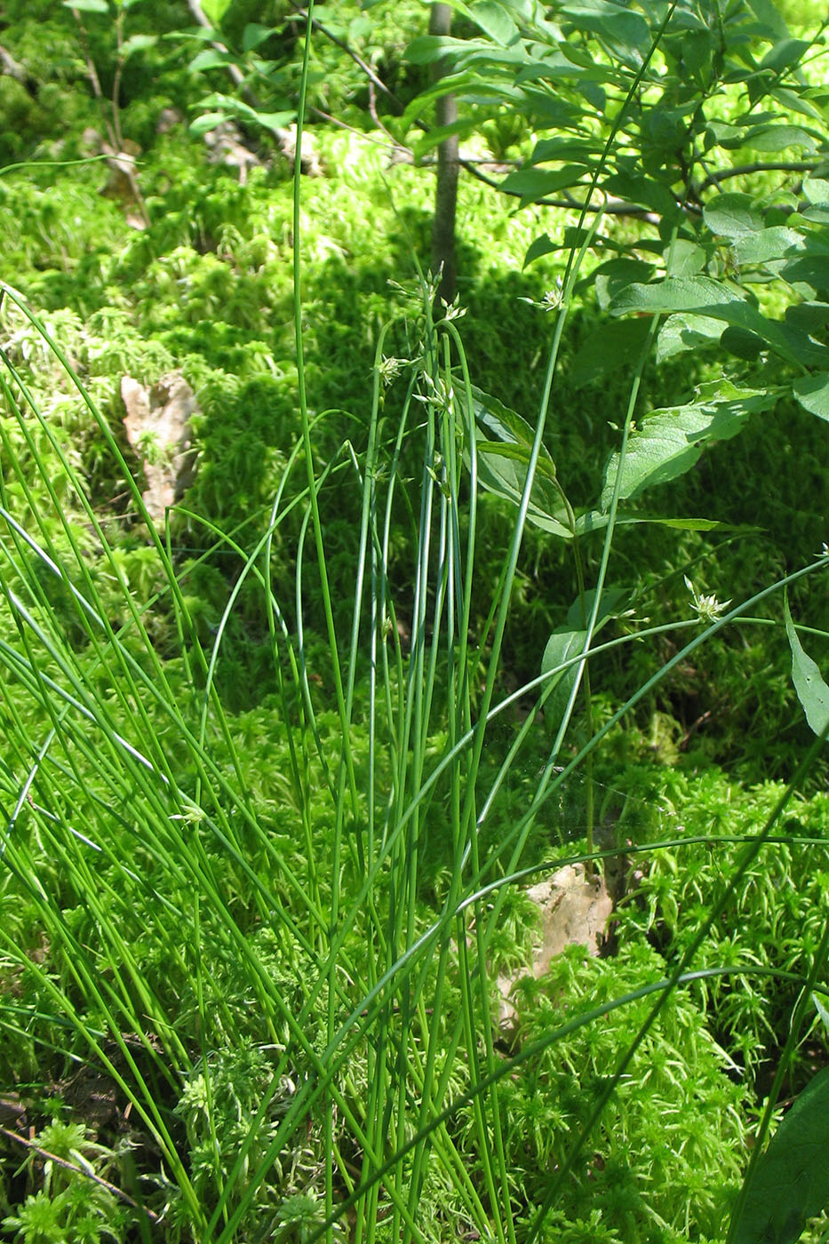 Изображение особи Juncus filiformis.