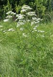 Valeriana officinalis