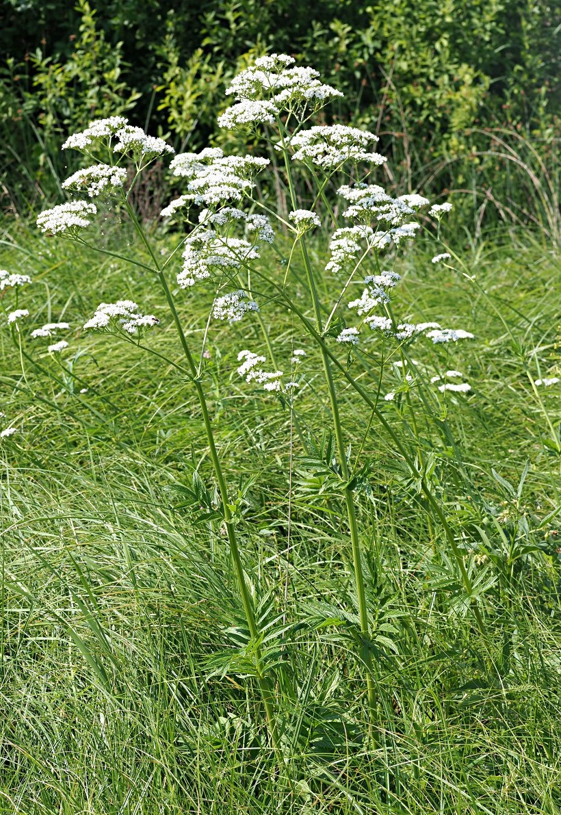 Image of Valeriana officinalis specimen.