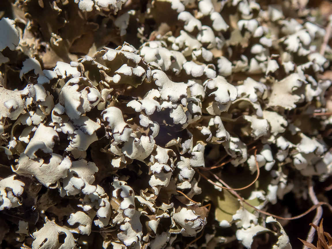 Image of Cladonia foliacea specimen.