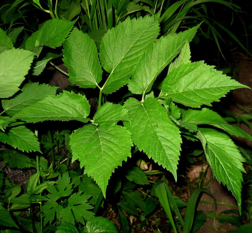 Изображение особи Aegopodium podagraria ssp. nadeshdae.