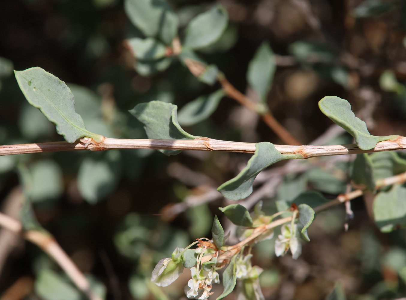 Изображение особи Atraphaxis replicata.