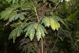Plerandra elegantissima