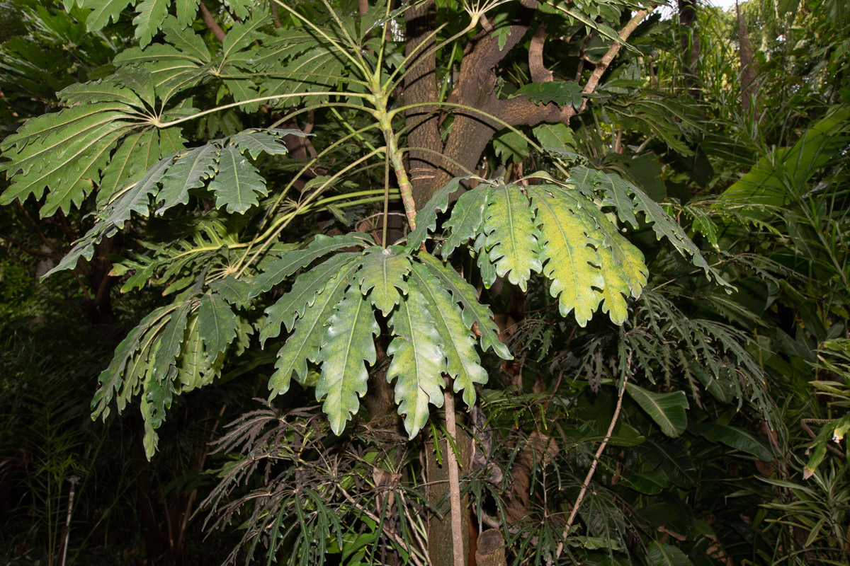 Изображение особи Plerandra elegantissima.