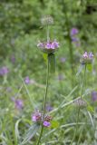 Clinopodium caucasicum