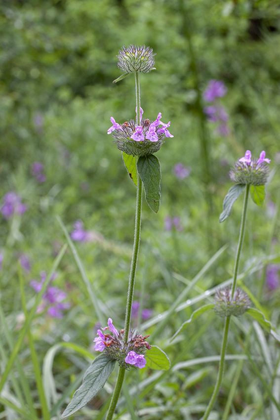 Image of Clinopodium caucasicum specimen.