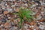 Carex digitata. Цветущее растение. Самарская обл., национальный парк \"Самарская Лука\", гора Верблюд, широколиственный лес. 01.05.2021.