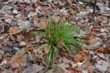 Carex digitata