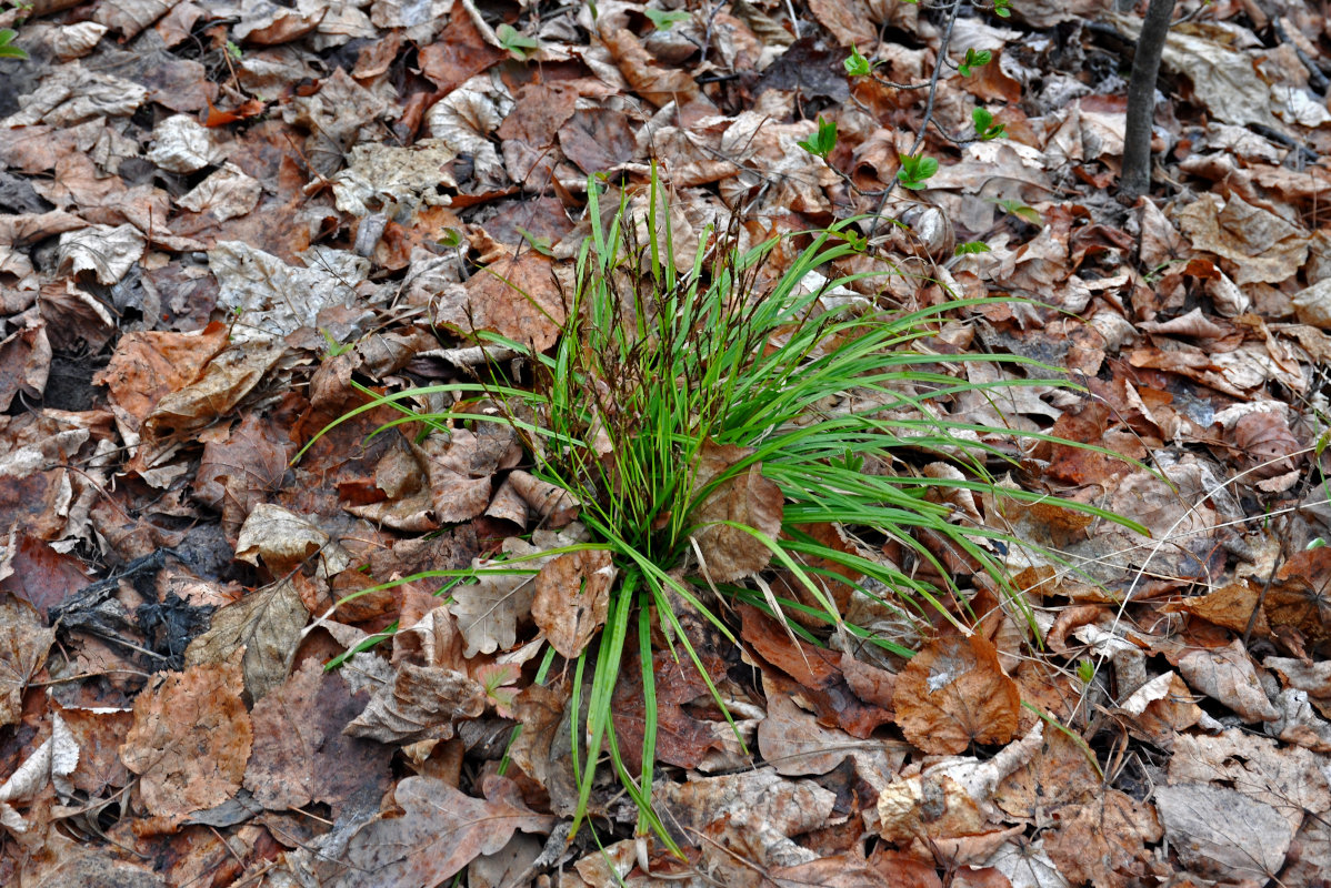 Изображение особи Carex digitata.