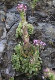 Sempervivum caucasicum
