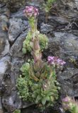 Sempervivum caucasicum. Цветущее растение (начало цветения). Карачаево-Черкесия, Малокарачаевский р-н, левый борт долины р. Хасаут, около 1400 м н.у.м., скальный выход. 15.07.2021.