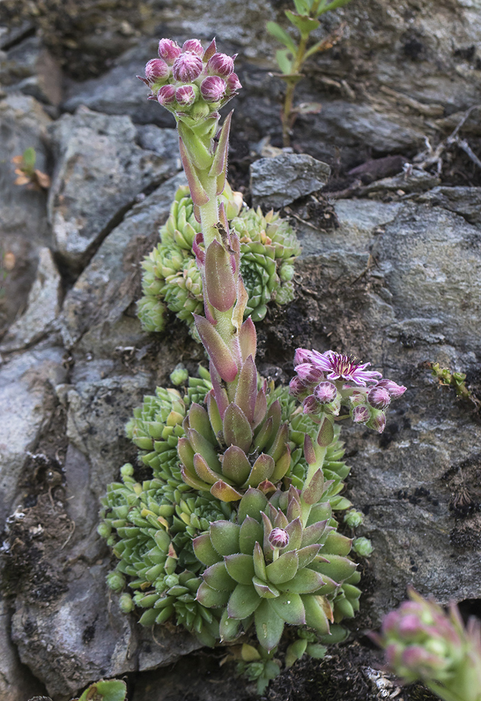 Изображение особи Sempervivum caucasicum.