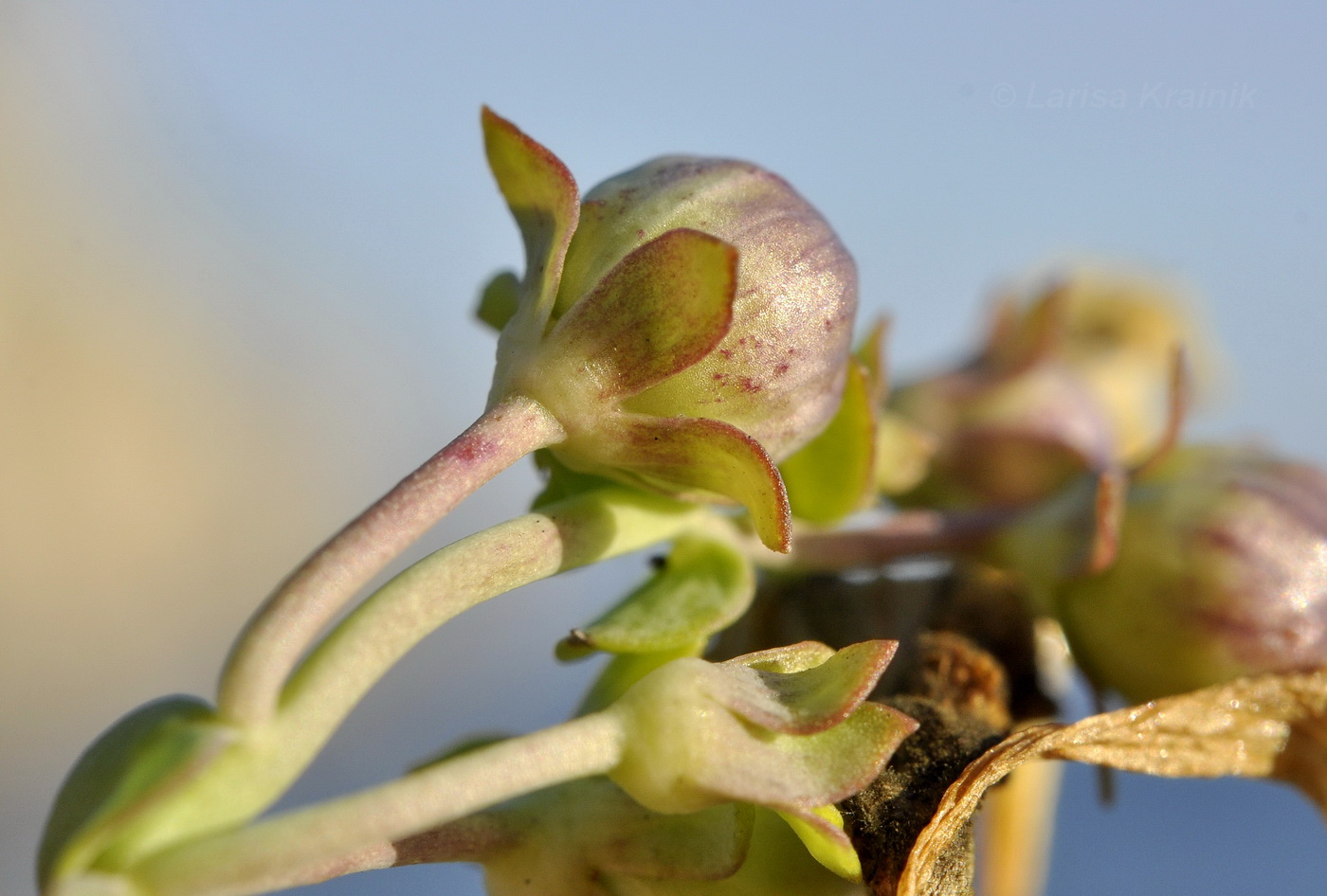 Image of Linaria japonica specimen.