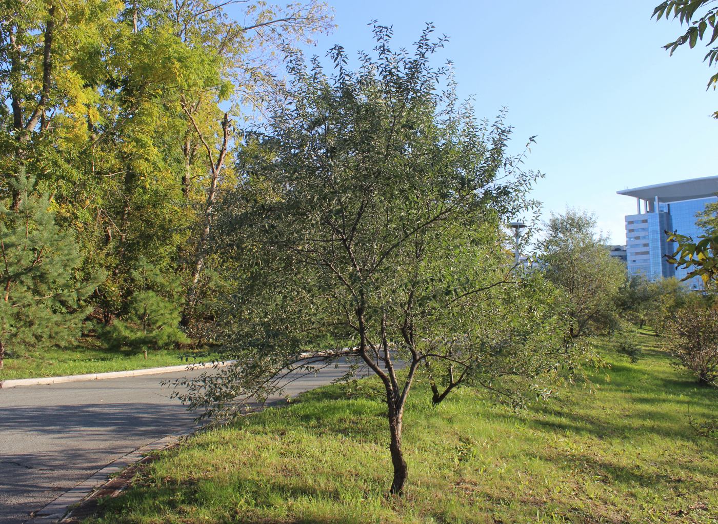 Image of Elaeagnus angustifolia specimen.