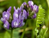 Astragalus danicus. Соцветия и лист (слева). Новосибирская обл., Мошковский р-н, сухой луг. 13.06.2010.
