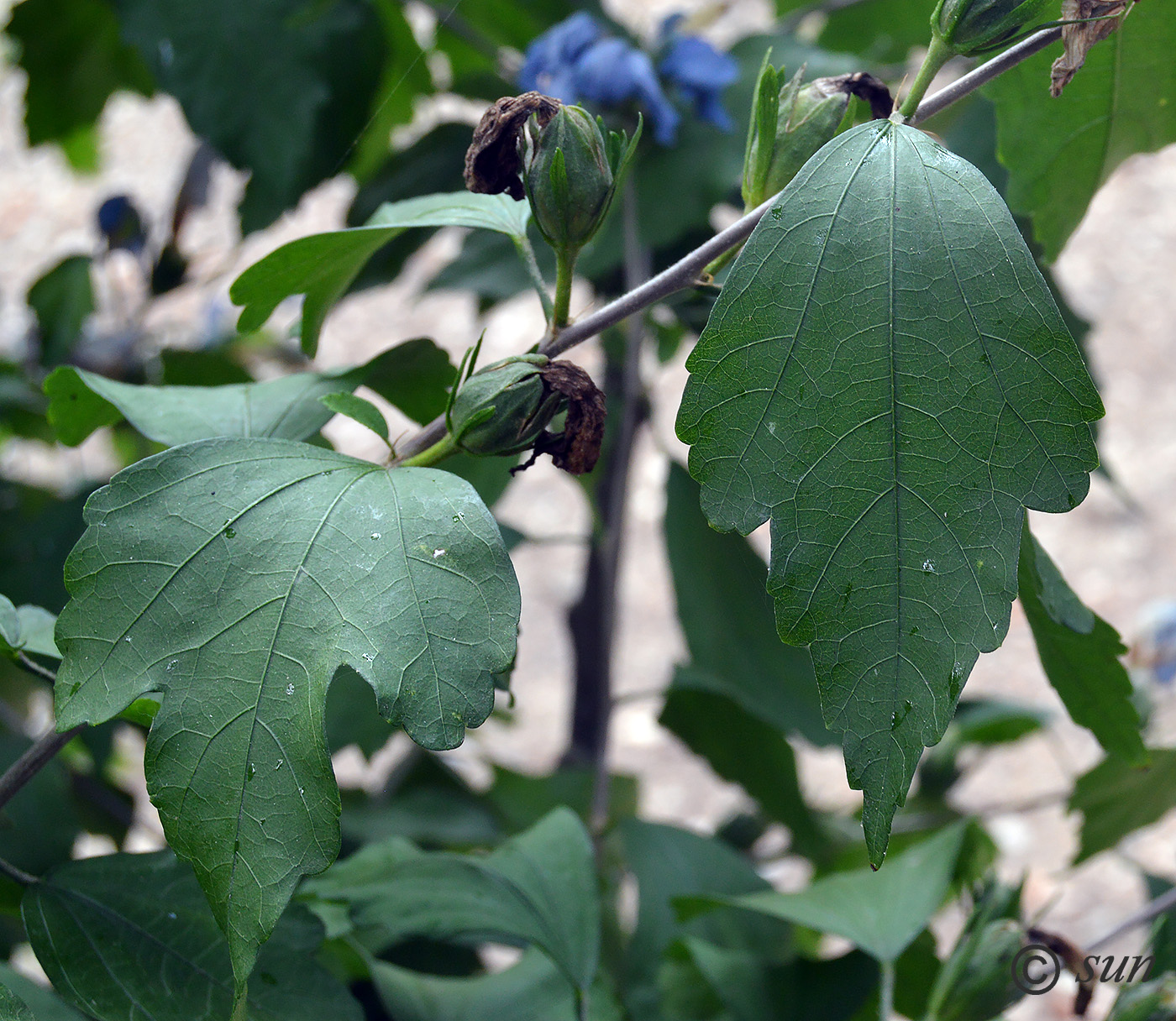 Image of Hibiscus syriacus specimen.