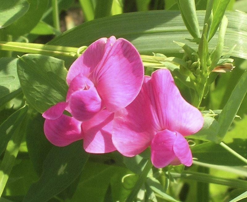 Изображение особи Lathyrus tuberosus.