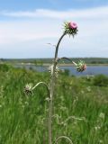 Jurinea centauroides. Верхушка зацветающего растения. Ростовская обл., Октябрьский р-н, долина р. Аюта, берег пруда Терновый Яр, степной склон. 23.05.2021.