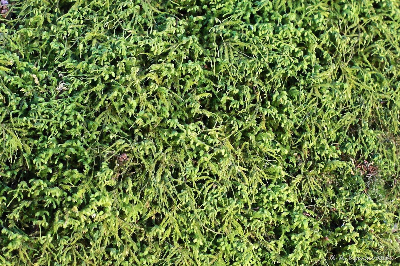 Image of Anomodon attenuatus specimen.