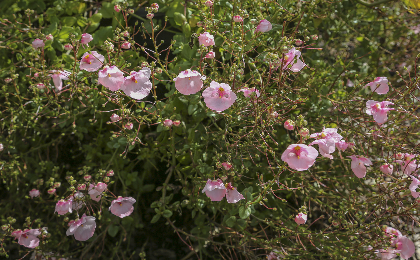 Изображение особи Diascia barberae.