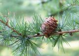 Larix kaempferi. Часть ветви с шишкой. Санкт-Петербург, Курортный р-н, г. Сестрорецк, парк \"Дубки\". 27.09.2020.