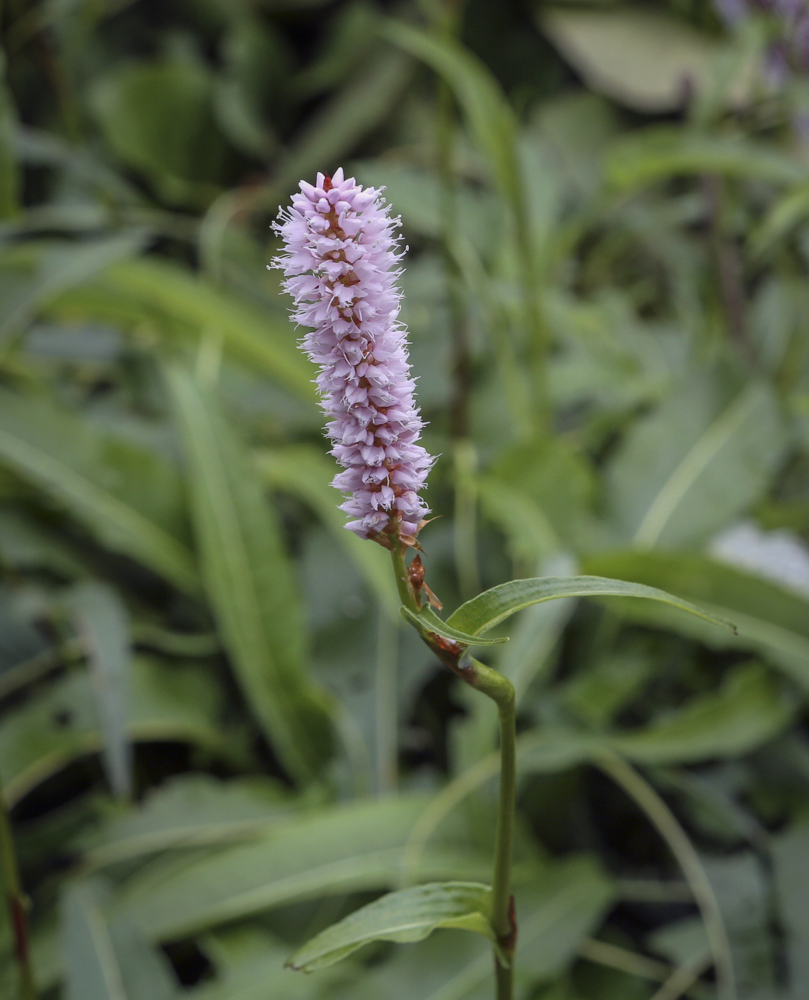 Изображение особи Bistorta officinalis.