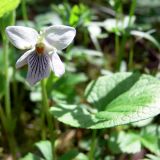 Viola epipsila