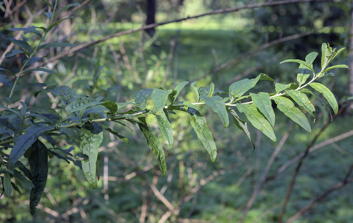 Image of Buddleja alternifolia specimen.