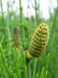 Equisetum fluviatile. Молодой стробил в процессе раскрывания. Красноярский край, Ермаковский р-н, окр. пос. Танзыбей, долина р. Малый Кебеж, болото. 19.06.2012.