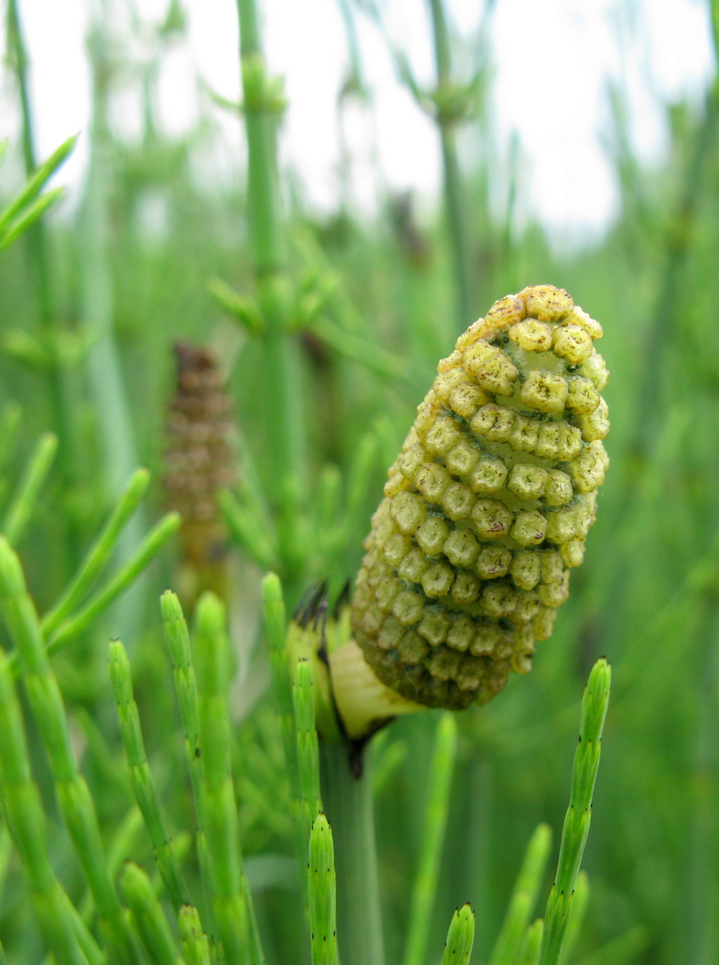 Изображение особи Equisetum fluviatile.