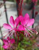 Gaura lindheimeri. Цветки. Греция, Эгейское море, о. Парос, пос. Агкария (Αγκαιριά), газон возле церкви Св. Георгия (Αγίου Γεωργίου). 15.05.2021.