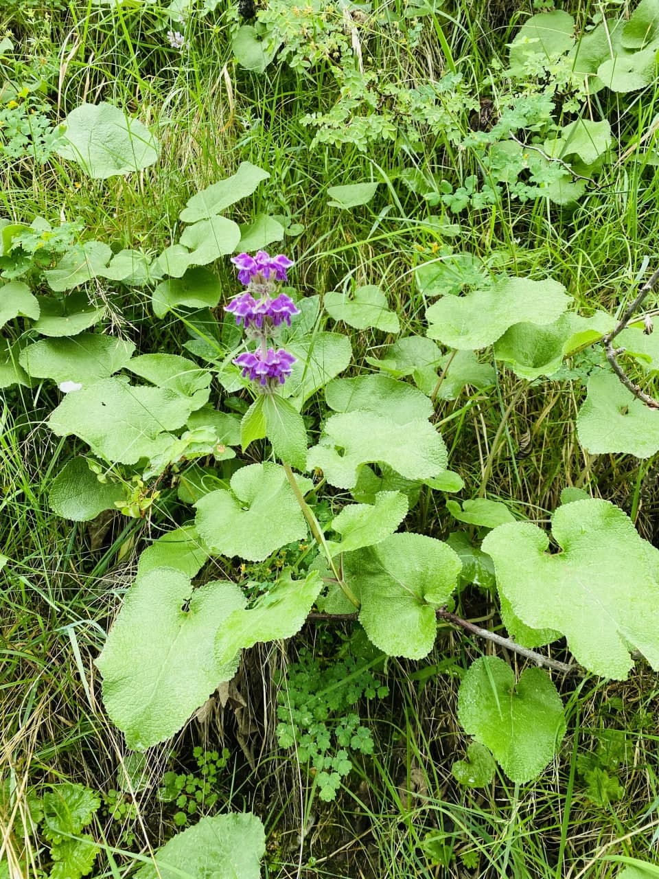 Image of Phlomoides oreophila specimen.