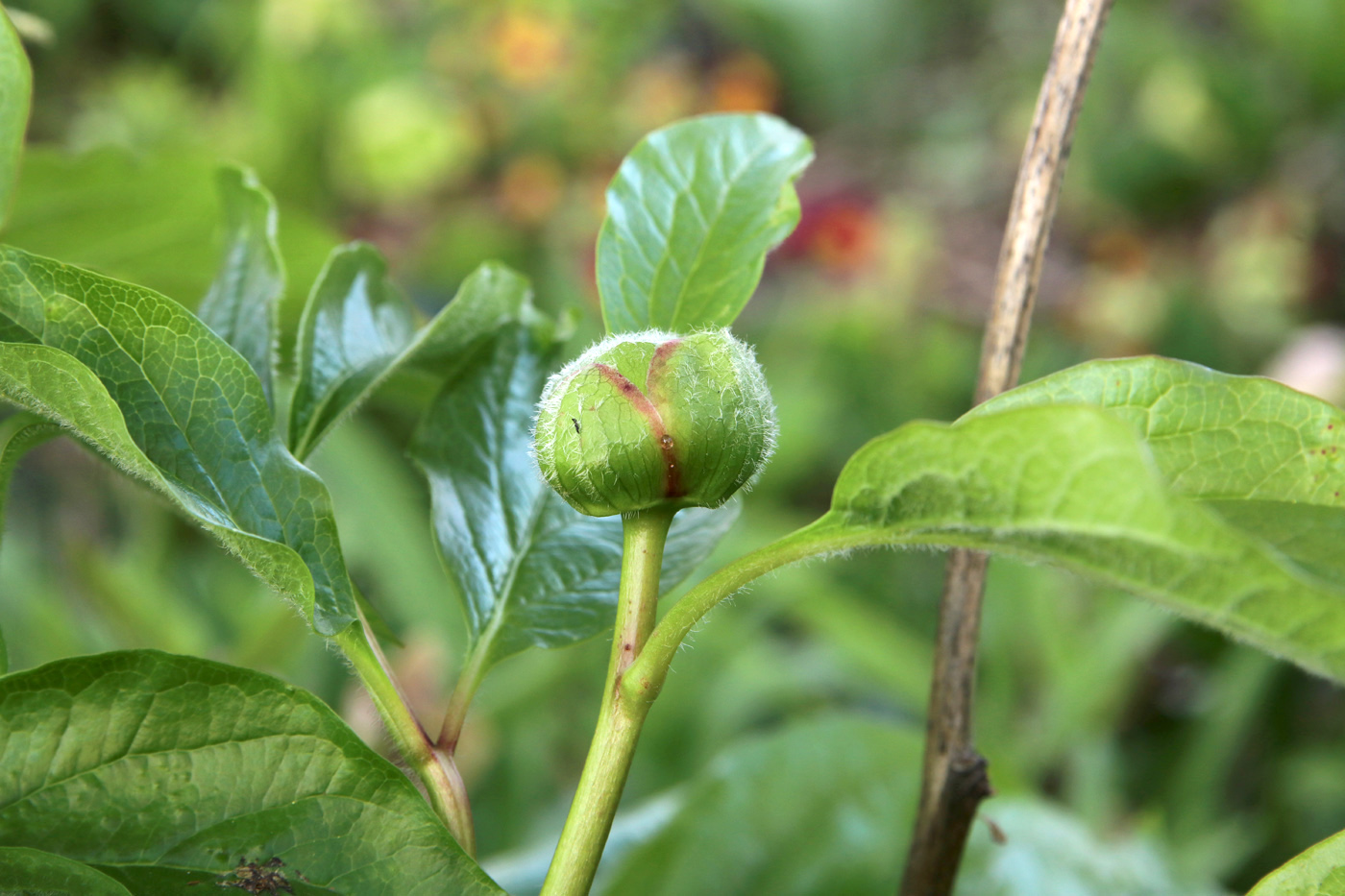 Изображение особи Paeonia wittmanniana.