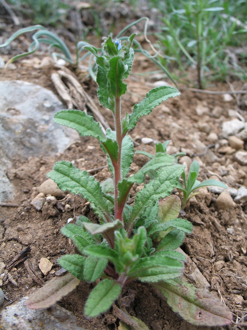 Изображение особи Lycopsis orientalis.