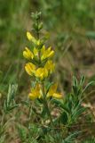 Thermopsis lanceolata