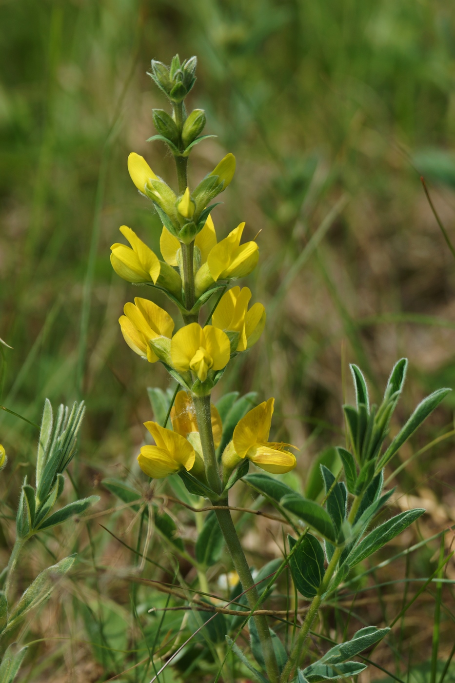 Изображение особи Thermopsis lanceolata.